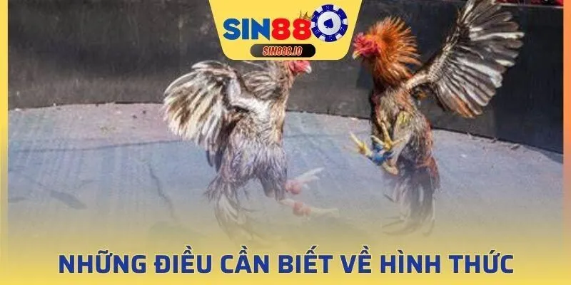 Không phải giống gà nào cũng phù hợp với lối chơi