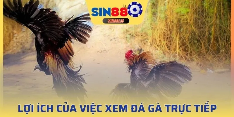 Đá gà trực tiếp với giao diện chất lượng cao