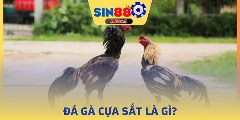 Cái tên này được xem như hình thức thi đấu quen thuộc