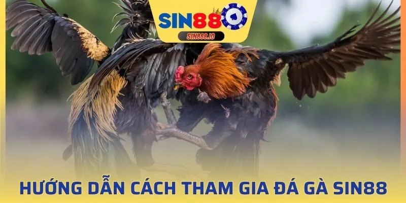 Hướng dẫn chi tiết cách tham gia đá gà Sin88