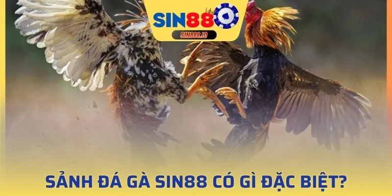 Khái quát về sảnh đá gà tại Sin88