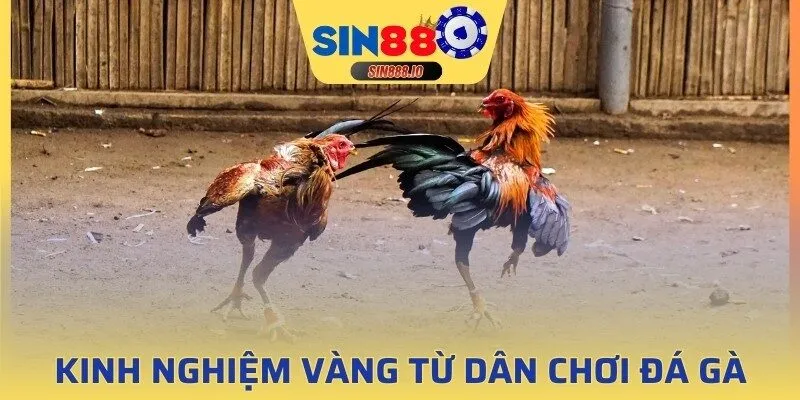 Kinh nghiệm xương máu từ dân chơi đá gà