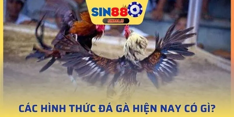 Đây là hình thức chọi gà phổ biến và lâu đời