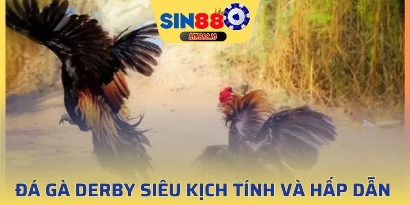 Tham gia cược đá gà derby tại sảnh game