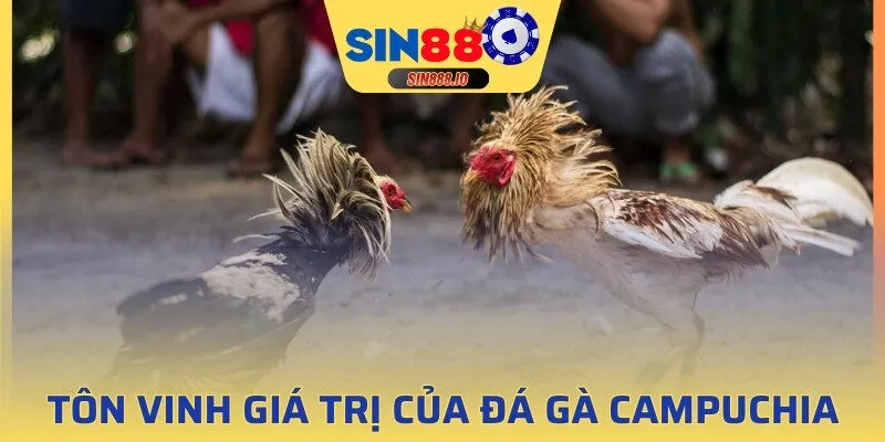 Tôn vinh nét đẹp truyền thống tại đá gà Campuchia