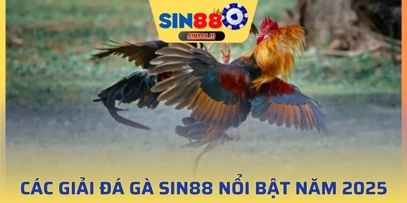 Tổng hợp giải đá gà Sin88 nổi bật nhất năm 2025
