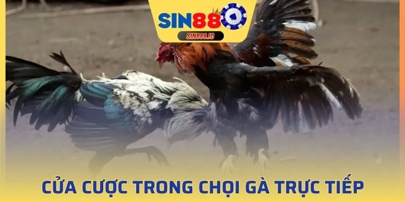Trải nghiệm đá gà với cửa cược Meron